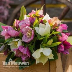 Hellebore X Hybridus 'Mixed' (Lenten Rose) -Plant Seed Store HELL 61223 D