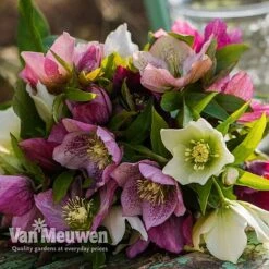 Hellebore X Hybridus 'Mixed' (Lenten Rose) -Plant Seed Store HELL 61223 E