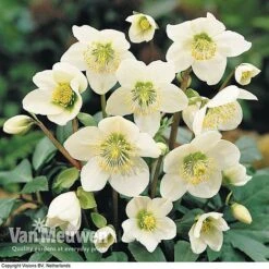 Hellebore 'Christmas Rose' -Plant Seed Store HELL 68165 B