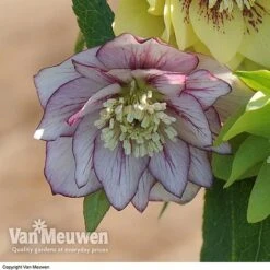 Hellebore 'Breeder's Mix' 8 Hellebore 'Breeder's Mix' -Plant Seed Store HELL V78559 D