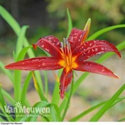 Daylily 'Crimson Pirate' 6 Daylily 'Crimson Pirate' -Plant Seed Store HEME V59612 C
