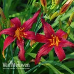 Daylily 'Crimson Pirate' 7 Daylily 'Crimson Pirate' -Plant Seed Store HEME V59612 D