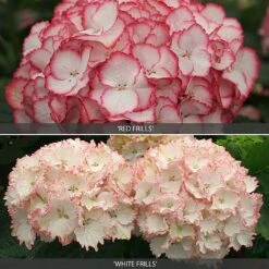 Hydrangea 'Frills' Duo
