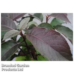 Hydrangea Aspera 'Hot Chocolate' -Plant Seed Store HYDR HOTCHOCOL S54236