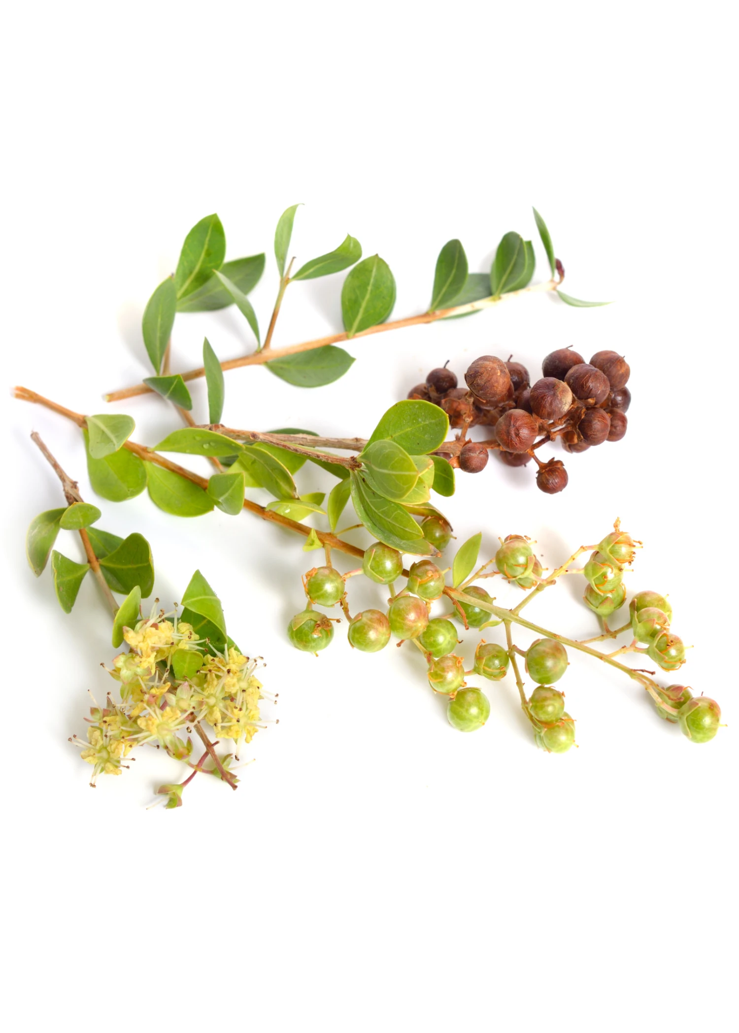 Henna (Lawsonia Inermis) 1 Henna (Lawsonia Inermis)