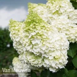Hydrangea Paniculata 'Magical Moonlight' 6 Hydrangea Paniculata 'Magical Moonlight' -Plant Seed Store Hyd MagicalMoon VM 2