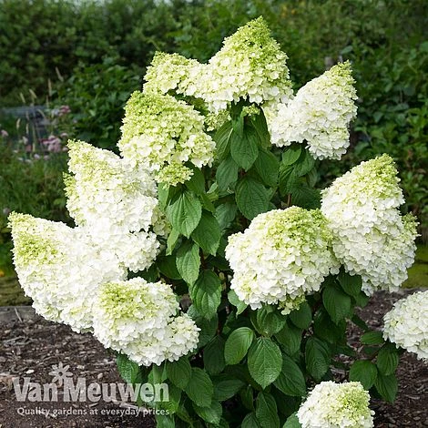 Hydrangea Paniculata 'Magical Moonlight' 1 Hydrangea Paniculata 'Magical Moonlight'