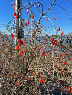 Christmasberry (Lycium Carolinianum) 16 Christmasberry (Lycium Carolinianum) -Plant Seed Store IMG 0078