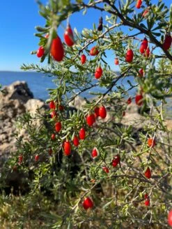 Christmasberry (Lycium Carolinianum) 14 Christmasberry (Lycium Carolinianum) -Plant Seed Store IMG 0088