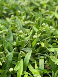 Beijing Grass (Murdannia Loriformis) -Plant Seed Store IMG 8630