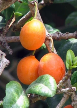 Imbe (Garcinia Livingstonei) -Plant Seed Store Imbe Garcinialivingstonei raretropicalfruittreesowexoticplantnursery