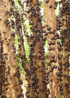 Jabuticaba (Plinia Cauliflora) 5 Jabuticaba (Plinia Cauliflora) -Plant Seed Store Jabuticabafruittreeforsalesowexotic