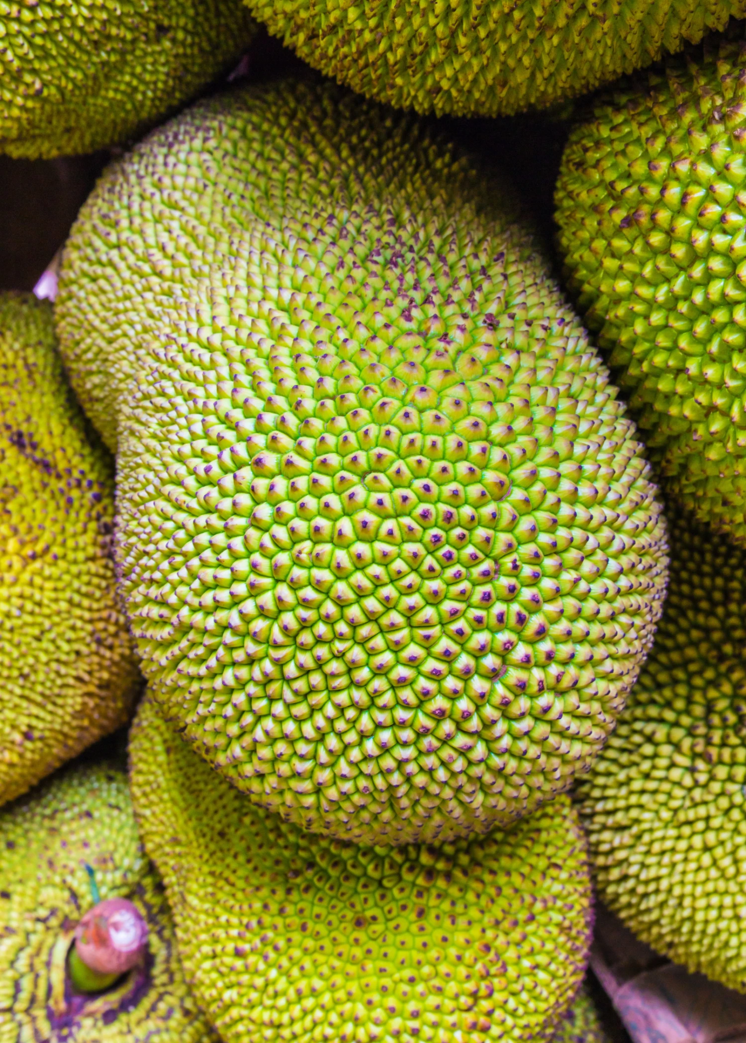Jackfruit ‘Orange Crush’ 1 Jackfruit ‘Orange Crush’