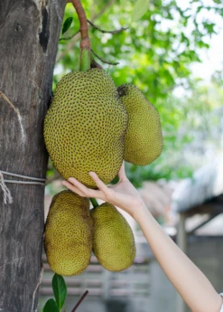Jackfruit Seedling (Artocarpus Heterophyllus) -Plant Seed Store Jackfruit hanging on the tree f8c516a5 f4dc 421f beab b6e62fa2b59c
