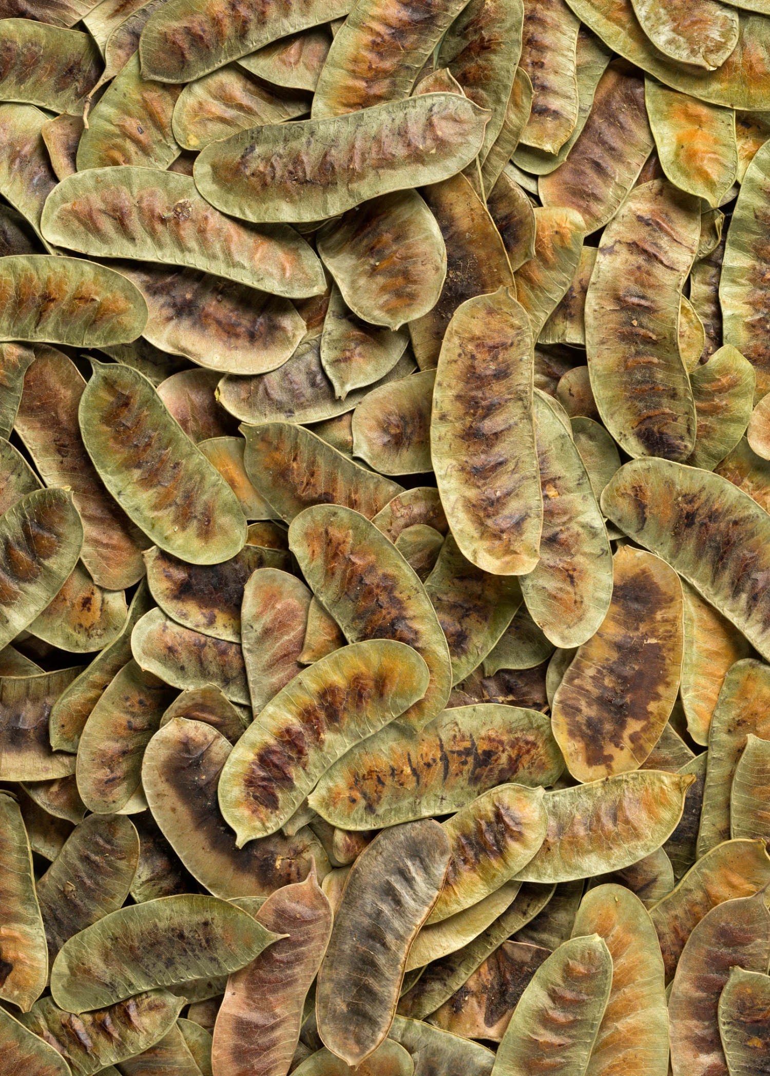 Jamaican Dandelion (Senna Occidentalis) 2 Jamaican Dandelion (Senna Occidentalis) - Image 2