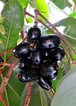 Jamun (Syzygium Cumini) -Plant Seed Store JamunTreesforsale SowExotic.com