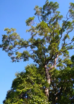 Jamun (Syzygium Cumini) -Plant Seed Store JamunTreesforsale SowExotic.com 2