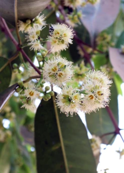 Jamun (Syzygium Cumini) -Plant Seed Store JamunTreesforsale SowExotic.com 6