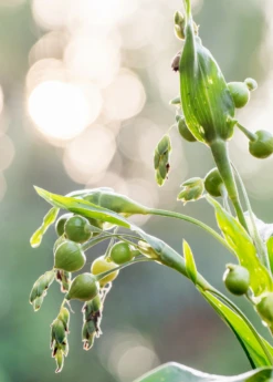 Job's Tears (Coix Lacryma-jobi) -Plant Seed Store Job s Tears Coix lacryma jobi