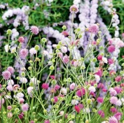 Knautia Macedonica 'Melton Pastels' -Plant Seed Store KNAU MELTONPAS U49880 NOW1