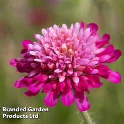 Knautia Macedonica 'Melton Pastels' -Plant Seed Store KNAU MELTONPAS W498781