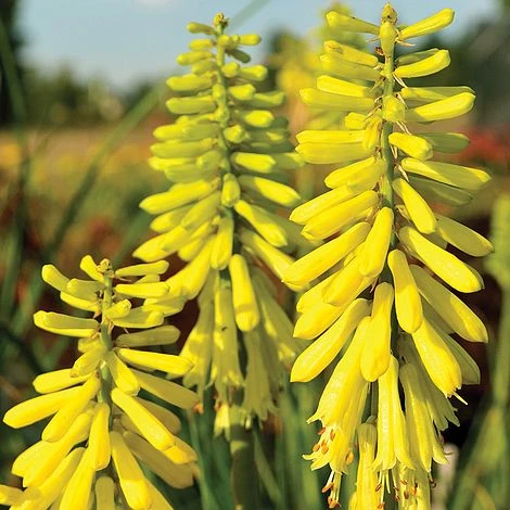 Red Hot Poker 'Lemon Popsicle' 1 Red Hot Poker 'Lemon Popsicle'