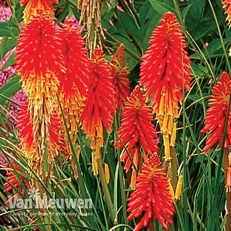 Red Hot Poker 'Papaya Popsicle' 2 Red Hot Poker 'Papaya Popsicle' - Image 2