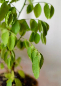 Katuk (Sauropus Androgynus) -Plant Seed Store Katuk Sauropus androgynus Sow Exotic 2