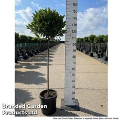 Bay Tree Standard -Plant Seed Store LAUR NOBILISTD S52052