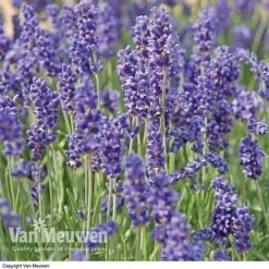 Lavender Duo -Plant Seed Store LAVE V13899 B