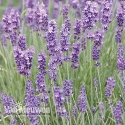 Lavender Duo -Plant Seed Store LAVE V13899 C