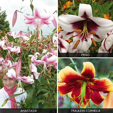 Tree Lily 'Collection' 1 Tree Lily 'Collection'