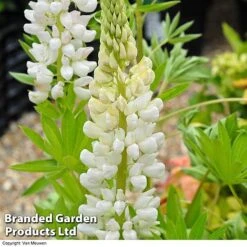 Lupin 'Street Party Collection' -Plant Seed Store LUPI 70654 D
