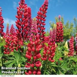 Lupin 'Street Party Collection' -Plant Seed Store LUPI 70655 B