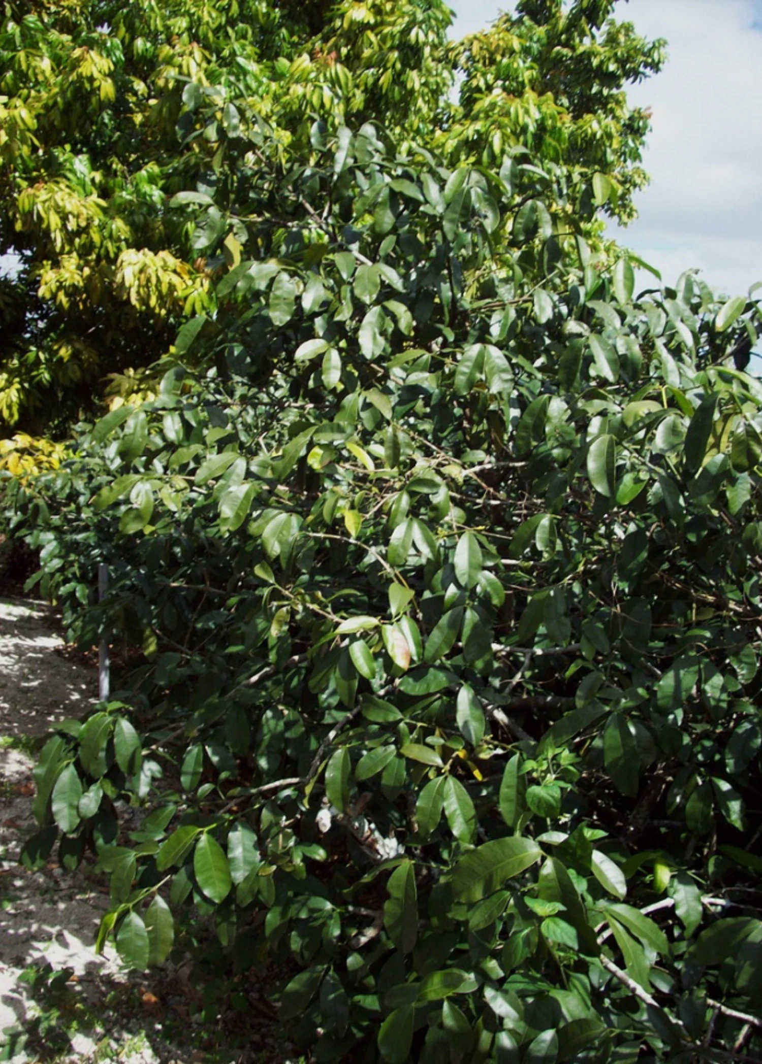 Lemon Drop Mangosteen (Garcinia Intermedia) 2 Lemon Drop Mangosteen (Garcinia Intermedia) - Image 2