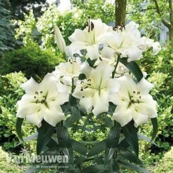 Lily 'Pretty Woman' -Plant Seed Store Lily Pretty Woman Visions LIB edit