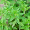 Rau Om, Rice Paddy Herb (Limnophila Aromatica)