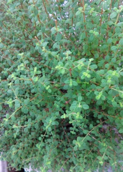 Jamaican Oregano (Lippia Micromera) 6 Jamaican Oregano (Lippia Micromera) -Plant Seed Store Lippia micromera shrub