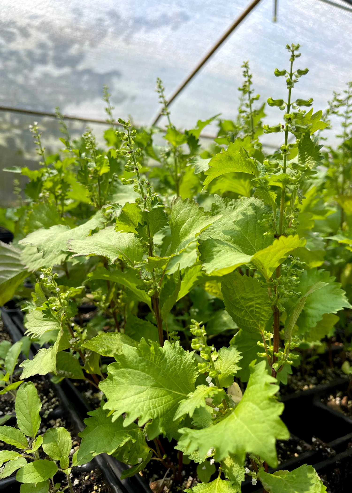 Korean Perilla (Perilla Frutescens) 1 Korean Perilla (Perilla Frutescens)