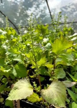 Korean Perilla (Perilla Frutescens) 5 Korean Perilla (Perilla Frutescens) -Plant Seed Store LiveKoreanPerillaPlantSowExotic 1