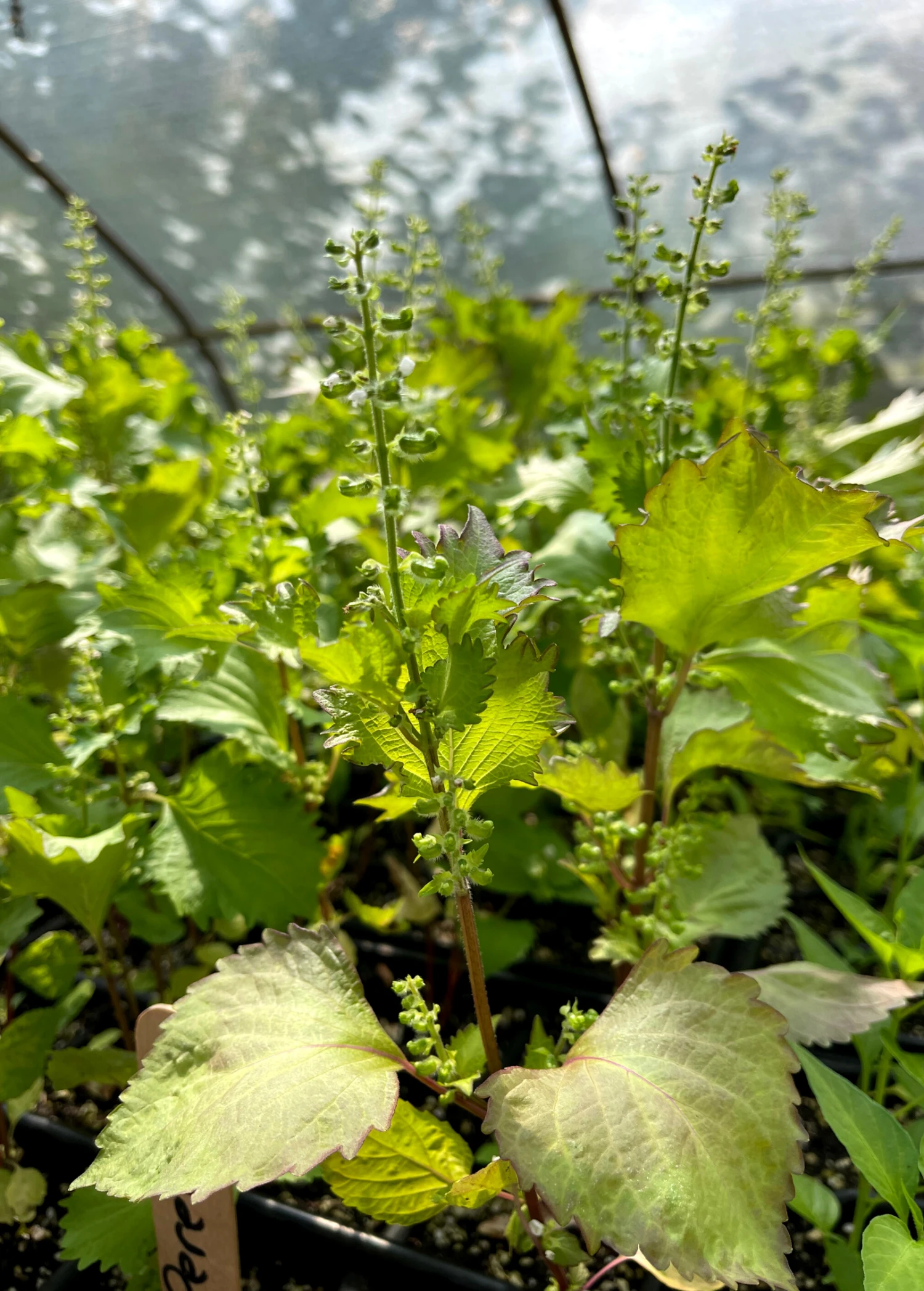 Korean Perilla (Perilla Frutescens) 3 Korean Perilla (Perilla Frutescens) - Image 3