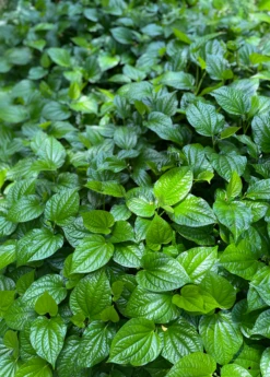 Lolot (Piper Sarmentosum)