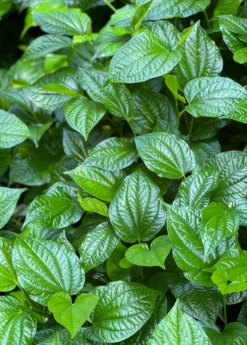 Lolot (Piper Sarmentosum) -Plant Seed Store Lolotsowexoticliveplantforsale 1