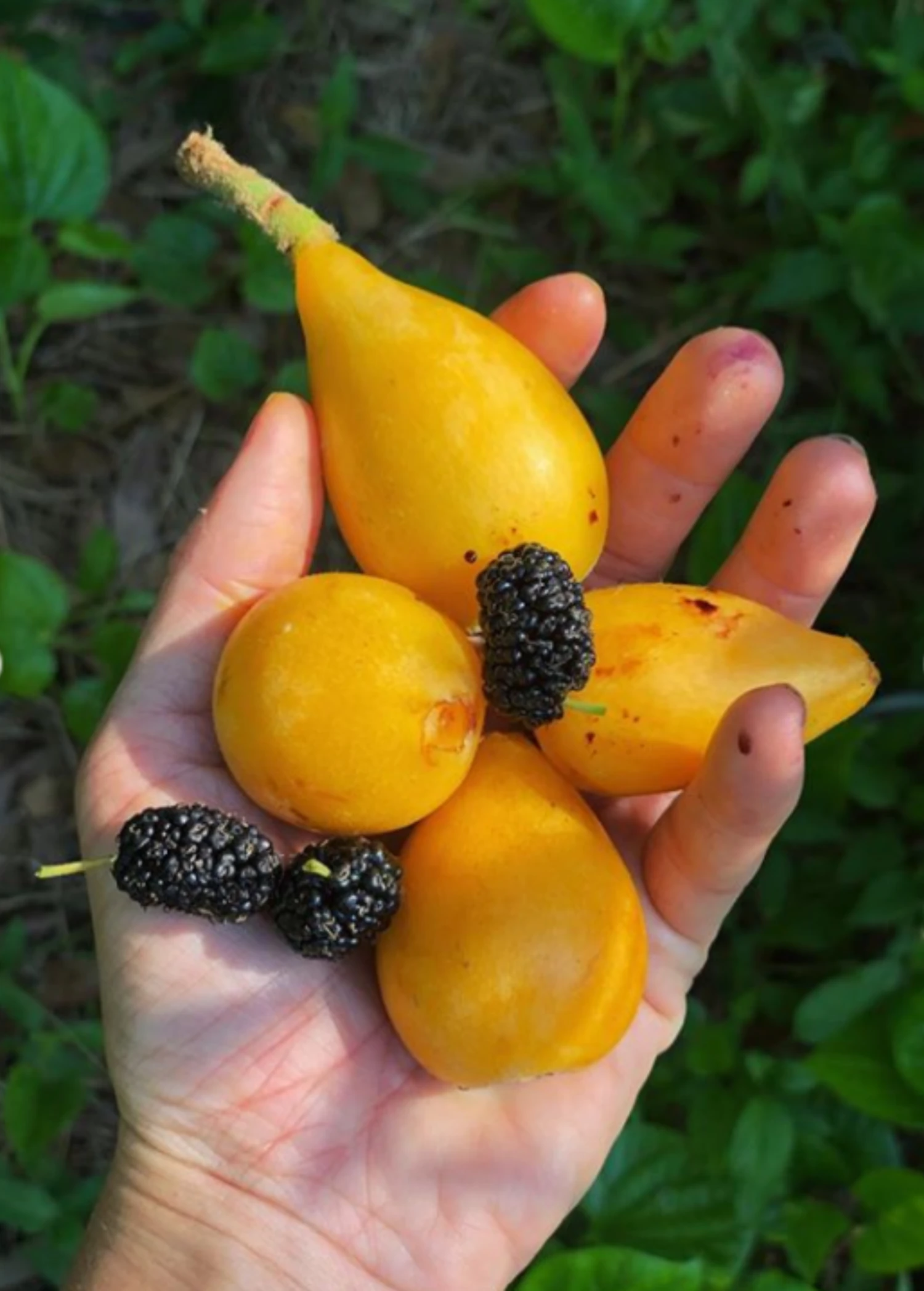 Loquat 'Christmas' (Eriobotrya Japonica) 6 Loquat 'Christmas' (Eriobotrya Japonica) - Image 6