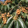 Lotus Plum (Diospyros Lotus)