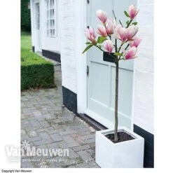 Magnolia 'Red Lucky' -Plant Seed Store MAGN 62569 B