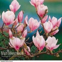 Magnolia 'Red Lucky' -Plant Seed Store MAGN V11821 A