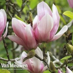 Magnolia 'Red Lucky' -Plant Seed Store MAGN V11821 E