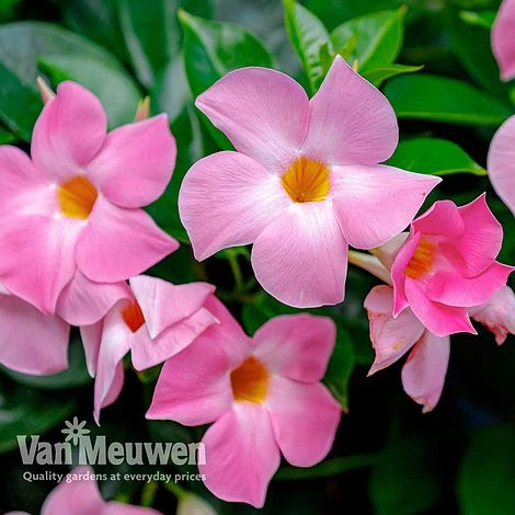 Mandevilla 'Bloom Bells® Pink' 1 Mandevilla 'Bloom Bells® Pink'