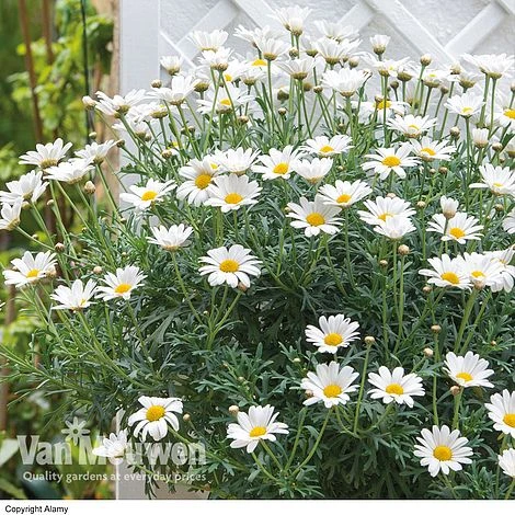 Marguerite Standard 1 Marguerite Standard